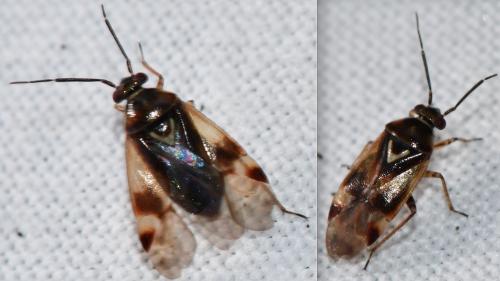Réf. 337 374 : Orthops sp.